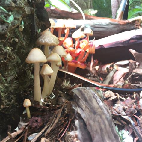 Exploring the cultural significance of tidal wave magic mushrooms